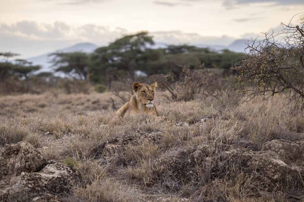 african-hunting-safari - The Socialites Magazine